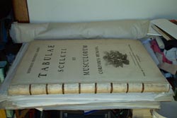 The book with its cover removed and the spine cleaned and spine cords repaired