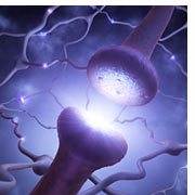 Neuron