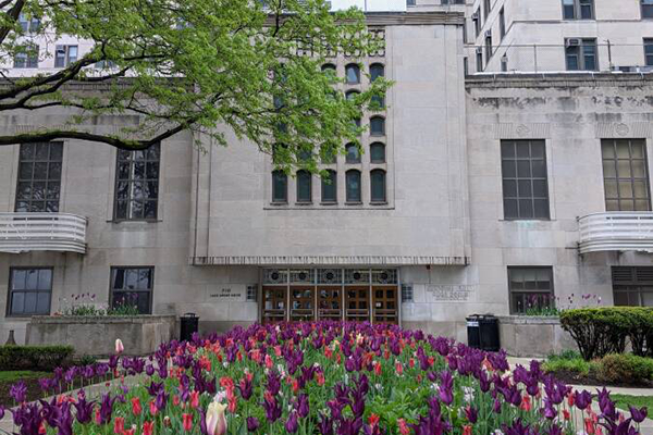 Abbott Hall with purple tulips in front of the building during springtime