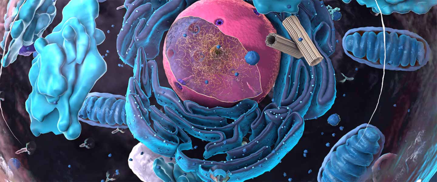 cell-structure-mitochondria-1440x600.jpg