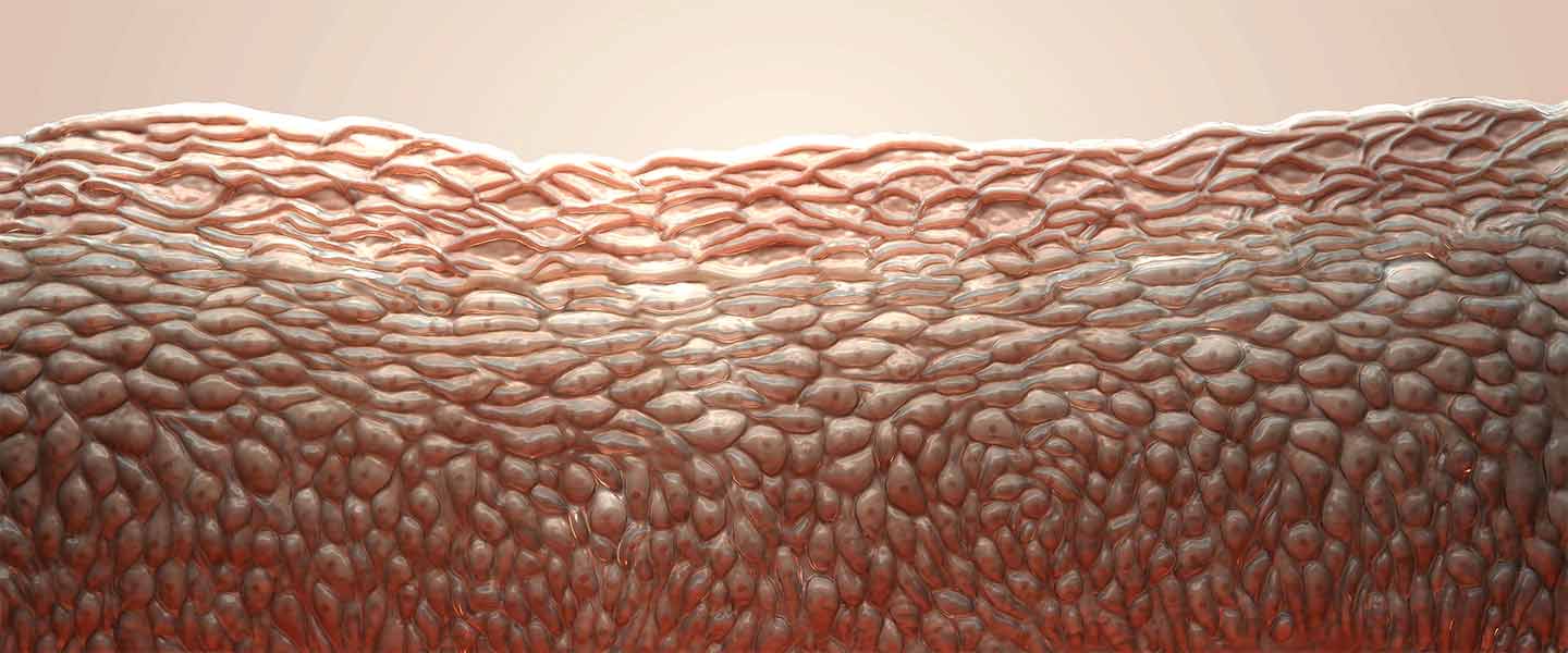 epidermal-cell-layer-1440x600.jpg