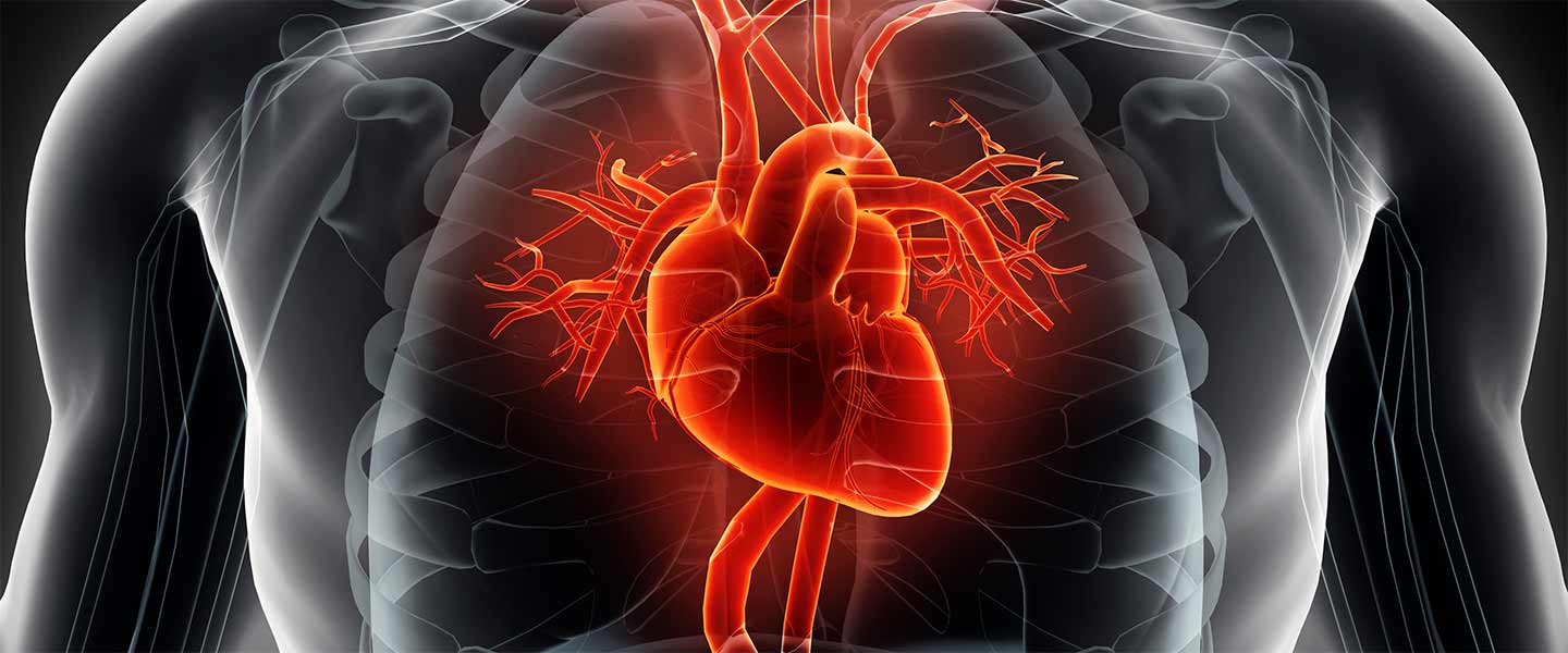 heart-render-1440x600.jpg