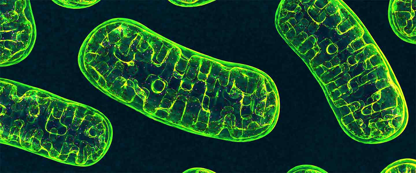 mitochondria-green-1440x600.jpg