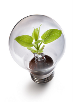 Small light bulb
