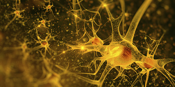 Explaining the Vulnerability of Upper Motor Neurons in ALS