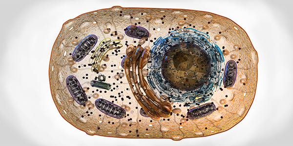 Scientists Identify Direct Contact Between Mitochondria and Lysosomes