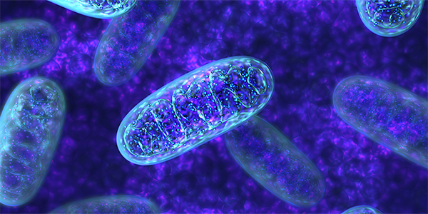 Mitochondria Linked to Autoimmunity