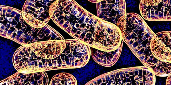 Mitochondrial Defects Contribute to Muscular Disease