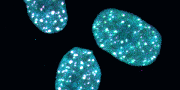 New Insights into Chromosome Folding