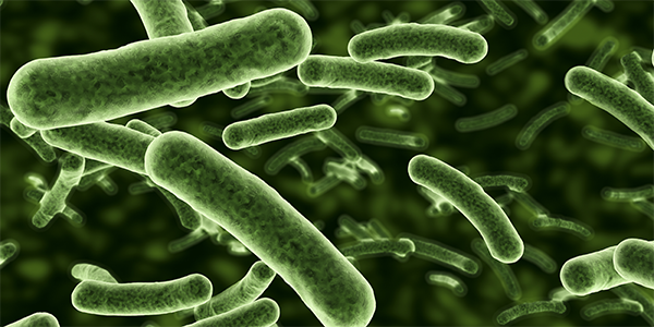 Chimeric Toxin Slows Cancer Growth