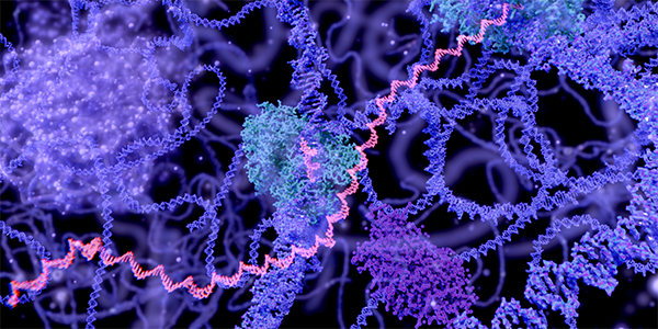 3D Genome Structure Influences Cancer