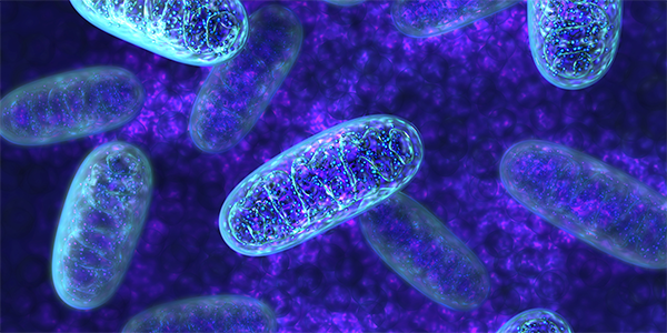 Investigating Long-Lived Mitochondrial Proteins