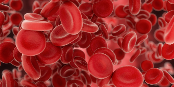 Gene Therapy Promotes Transfusion Independence for Severe Beta-Thalassemia