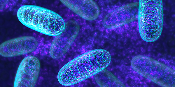 Mitochondrial Respiratory Chain Sustains Inflammation