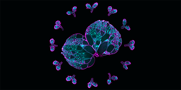 Understanding Drivers of Egg Cell Development