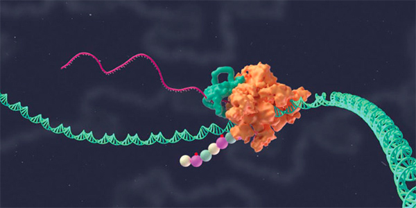 New Human Gene Cluster Sequence Discovered