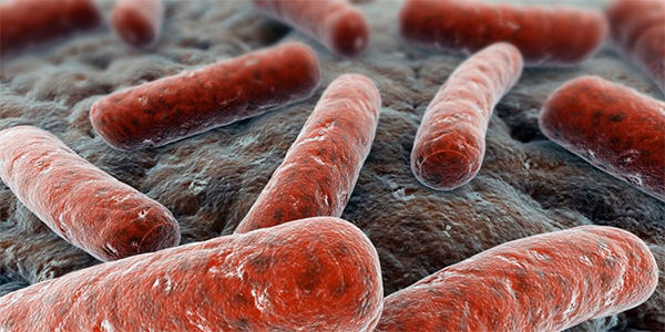 Exploring How Antibiotic-Resistant Bacteria Become Aggressive