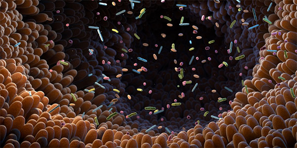 Compound Produced by Gut Bacteria May Slow Alzheimer’s Progression
