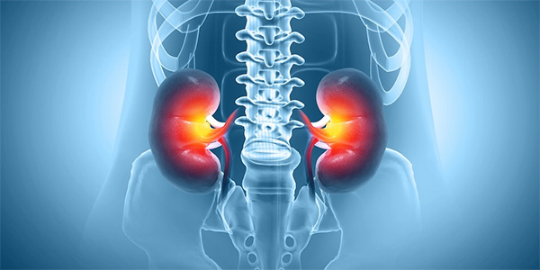 Novel Molecular Mechanisms Inform Targeted Therapies for Chronic Kidney Disease