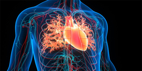 Targeting Cardiovascular Aging to Reduce Disease Risk