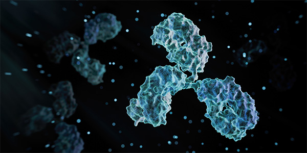 Mechanisms of Antibody Production May Help Improve Vaccines