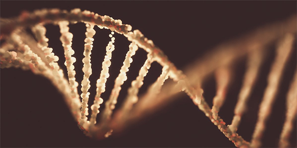 Mapping the Human Genome in 4D