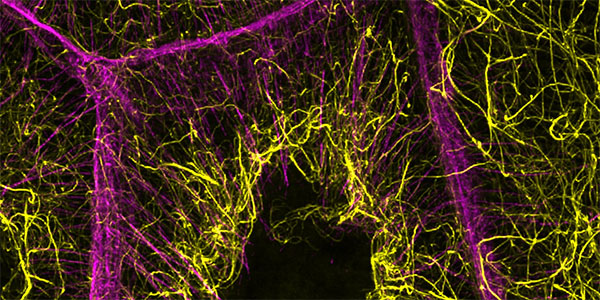 Cells’ Systems Cooperate to Form ‘Scaffolding’ During Egg Development