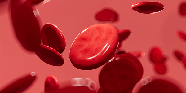 Blood Cell ‘Nurseries’ Upend Understanding of Human Physiology