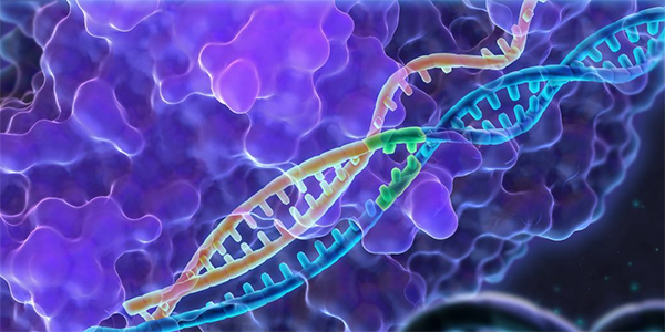 RNA Therapy May Help Preserve Muscle During GLP-1 Weight Loss