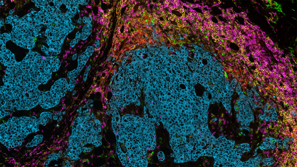 comet-staining-featured