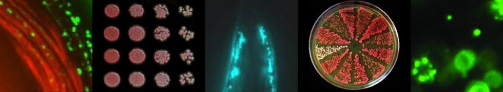 Li Lab