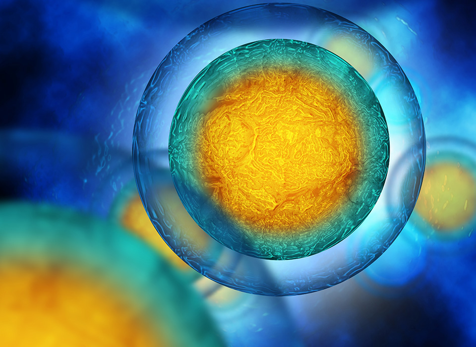 cells