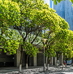 Protecting Mature Trees Could Help Save Lives