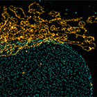 Read our summer issue of CAM Connection for the latest core updates.