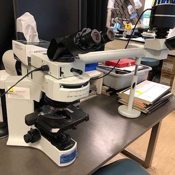 Olympus BX41 Microscope