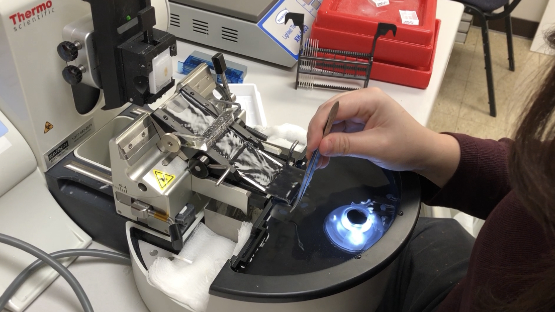 Epredia Section Transfer Systems