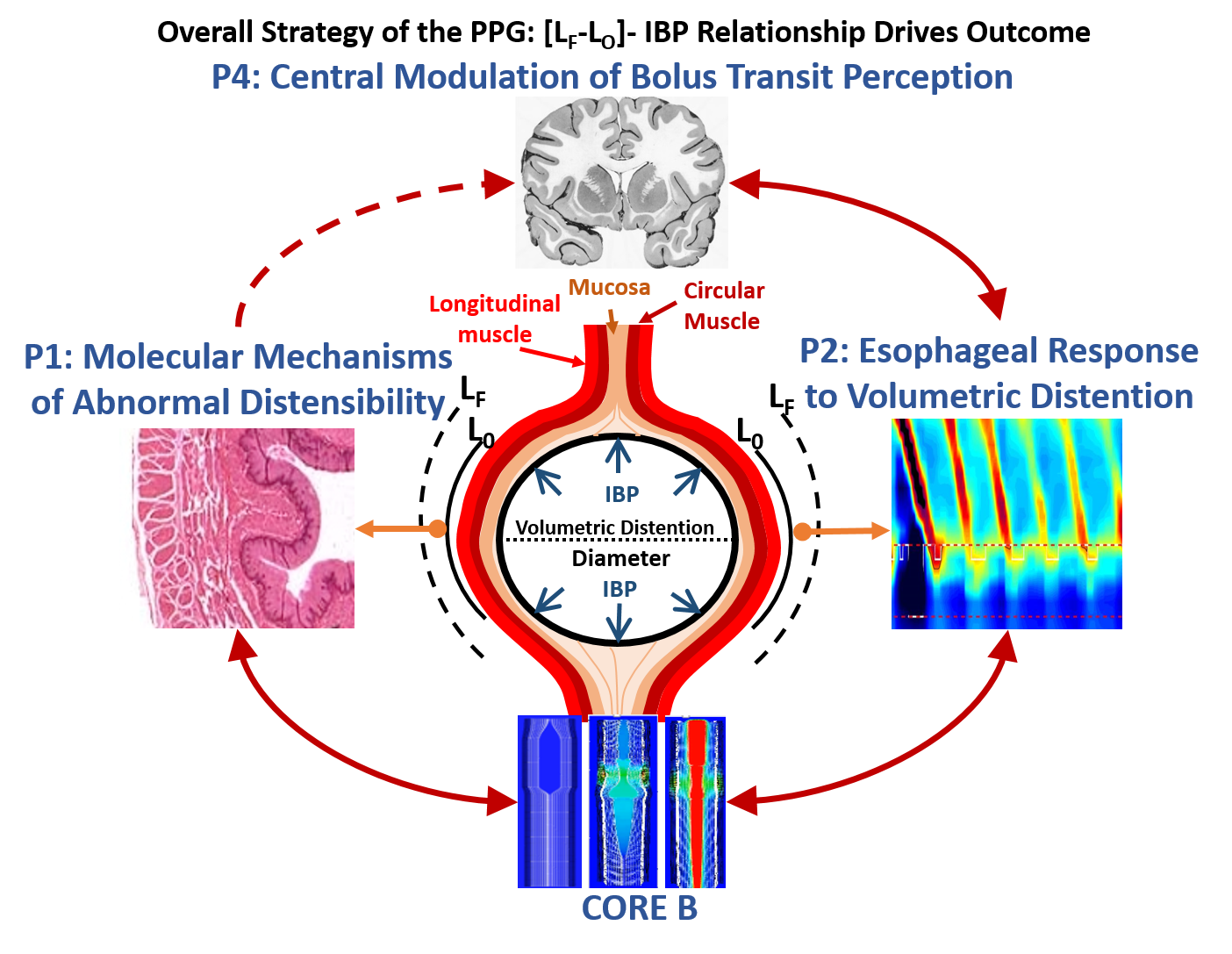 Diagram of overall strategy of the PPG: [L-L] IBP Relationship Drives outcome