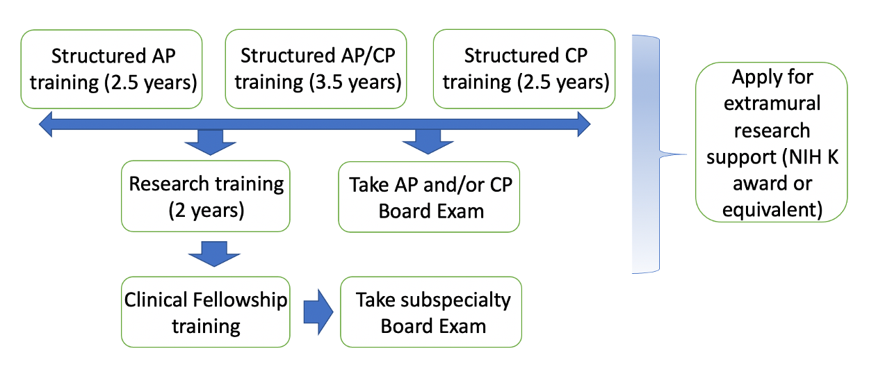 The basic structure of the program will involve progression from general clinical activity (2.5 years of structured training in the categorical AP or CP residency training program), to research (2.5 years), to specialized clinical fellowship training (1 year), if desired. During the pre-research phase of training, each scholar will be assigned a Career Development Mentor who, together with an advisory committee composed of other physician-scientists, will help guide the trainee’s overall career development. Once a research lab has been chosen, the trainee’s Research Mentor will also be represented on the Career Development Committee, which will meet at regular intervals to evaluate career development progress.