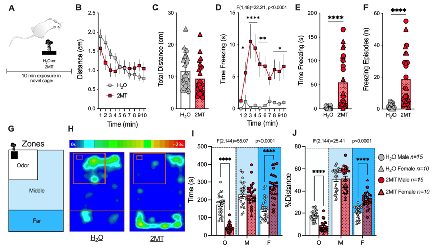 Example of mouse behavioral phenotyping in response to predator odor exposure. Graphs depict increases in fear behavior and avoidance of predator odor but not water presentation.