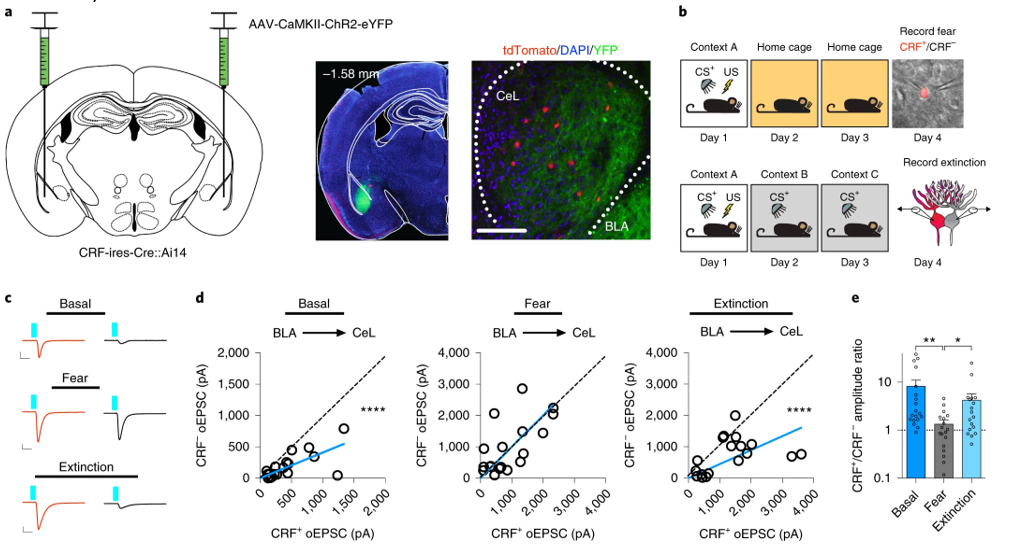 Representative data figure demonstrating use of dual whole-cell patch-clamp electrophysiology combined with cellular reporter system and optogenetics in the central nucleus of the amygdala.