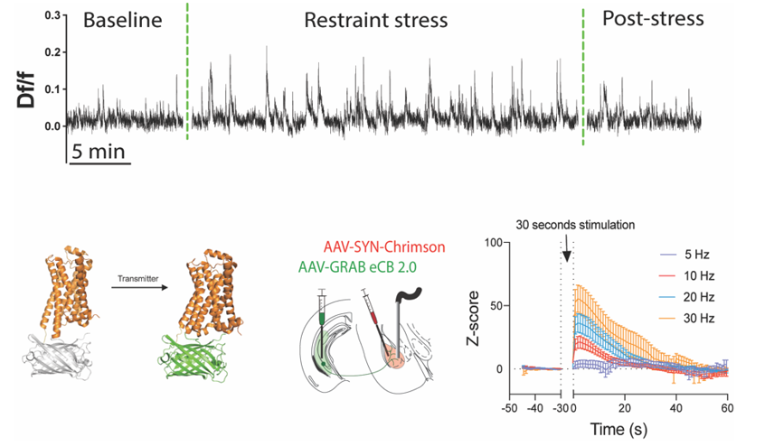 Example of calcium transients in mouse amygdala in response to stress and use of photometry to monitor neurotransmitter biosensor activity within specific neural circuits and in response to increases in neuronal activity. 