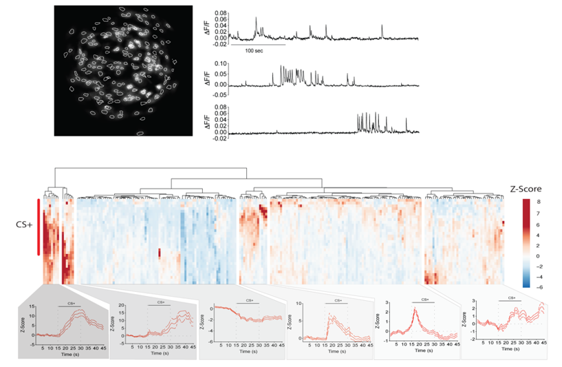 Example of in vivo neuronal activity measures within the prefrontal cortex with example images of cellular contours and calcium transients as well as cluster-based segregation of neuronal activity patterns on response to fear-predictive stimuli