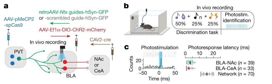 Schematic depiction of experimental approach to isolate in vivo electrical neuron activity within the amygdala combined with afferent stimulation of the thalamus allowing for "photo tagging" of neurons in a sensory discrimination paradigm.