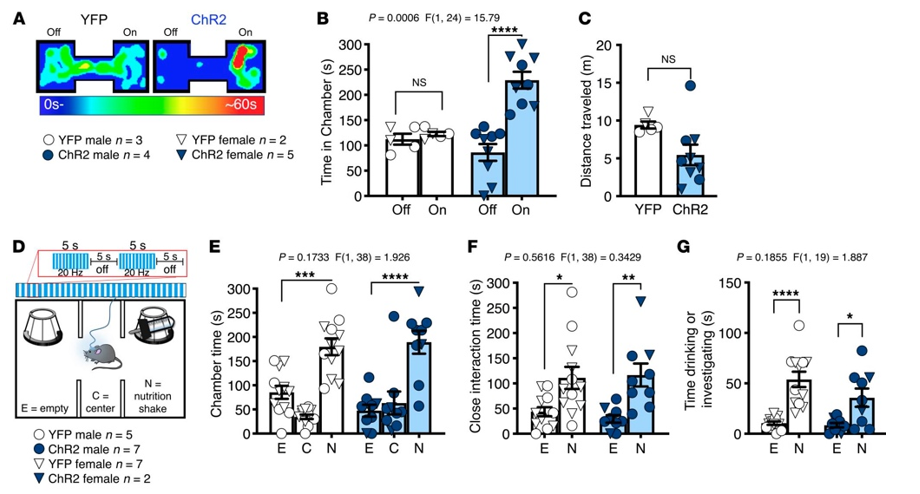 Excitatory optogenetic activation of amygdala inputs to the nucleus accumbens produced a real-time place preference but did not affect preference for natural reward in a three-chamber test.