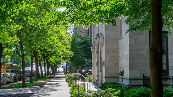 trees on the NU Chicago campus