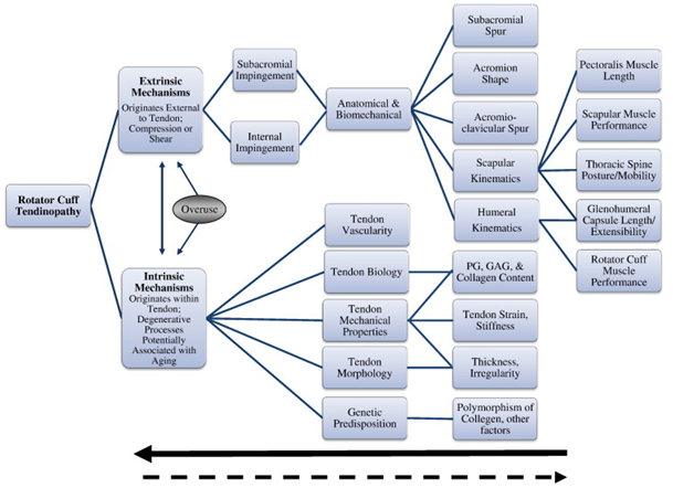 Rotator Cuff Disease: Intrinsic and Extrinsic Mechanisms