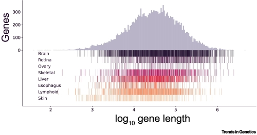 gene lengths in the human genome