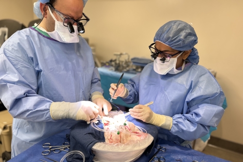 preparing new lungs for transplant